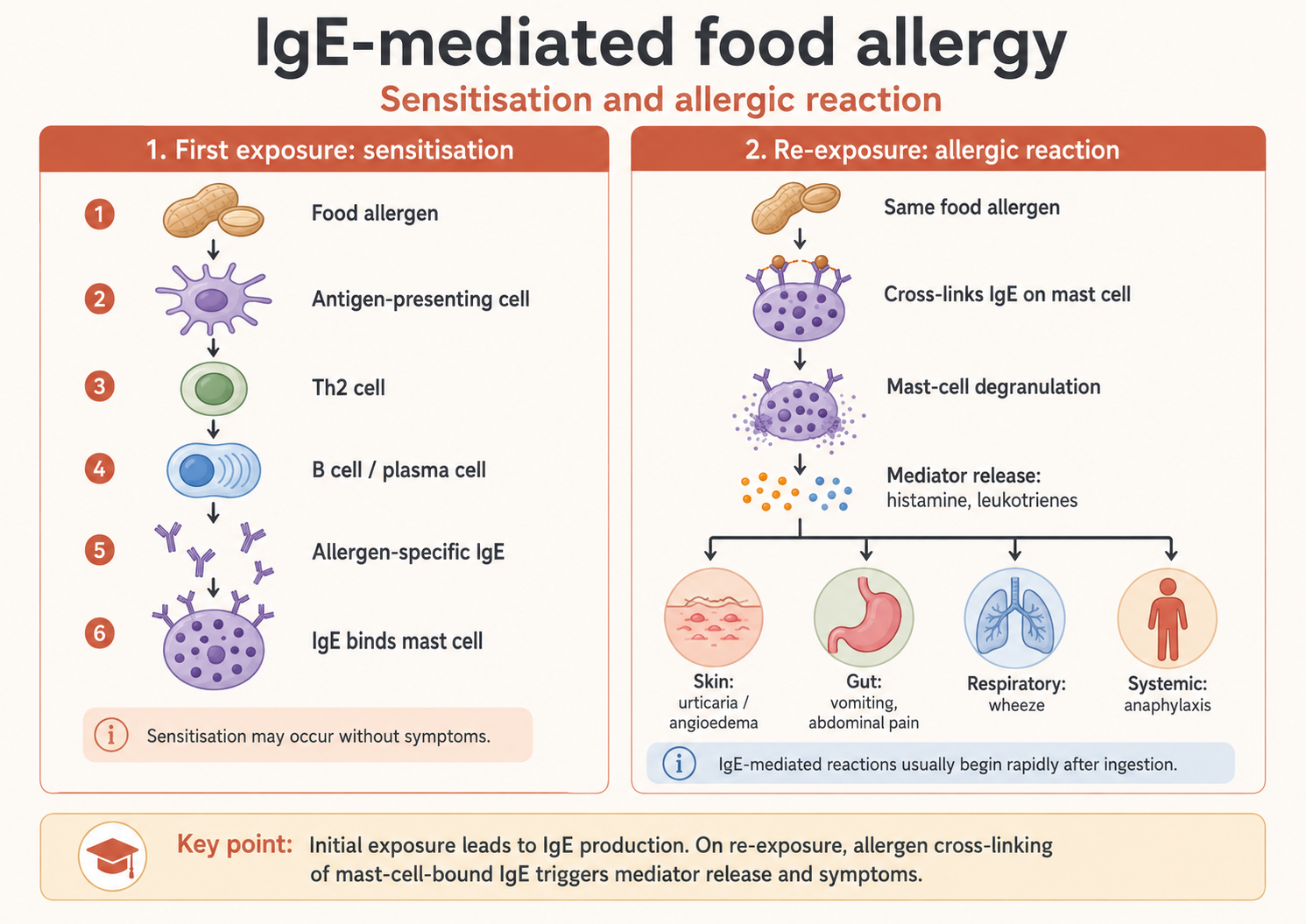 A diagram of sensitisation with food-specific IgE binding mast cells, followed by allergen cross-linking on re-exposure and mediator release causing urticaria, angioedema, gastrointestinal symptoms or anaphylaxis.